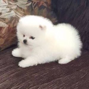 Meet your Posher, Kelsey